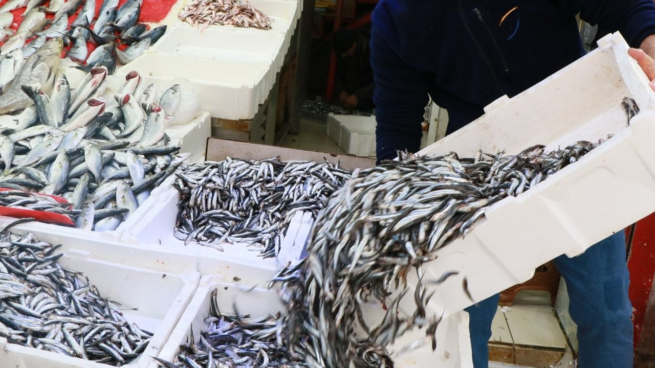 Marmara Denizi'nde hamsi avlamak yasaklandı