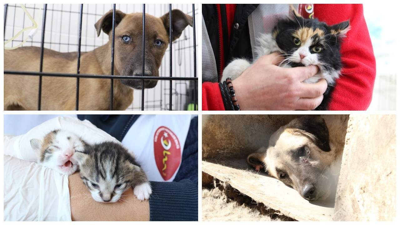 Maraş’ta enkazdan kurtarılan 400 kedi ve köpek tedavi edildi