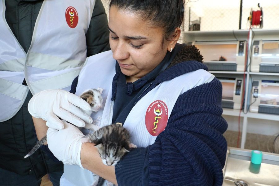 Maraş’ta enkazdan kurtarılan 400 kedi ve köpek tedavi edildi - Sayfa 2