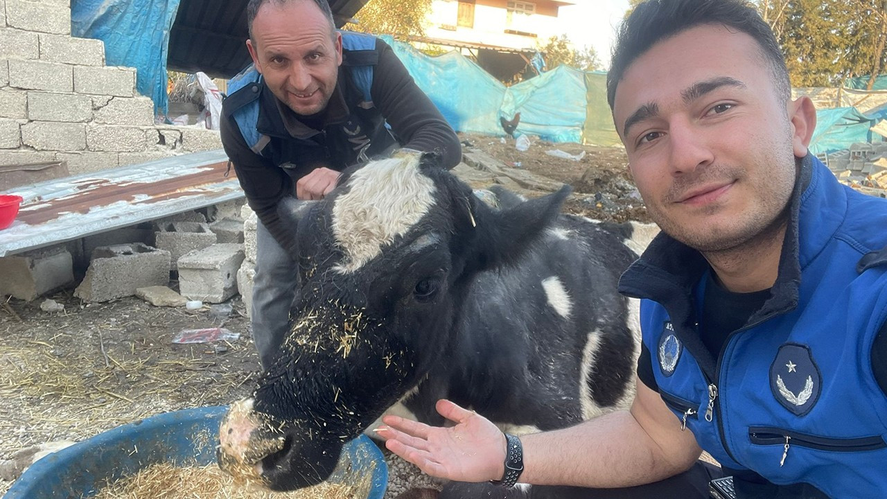 Hatay'da enkazda kalan inek 17 gün sonra kurtarıldı