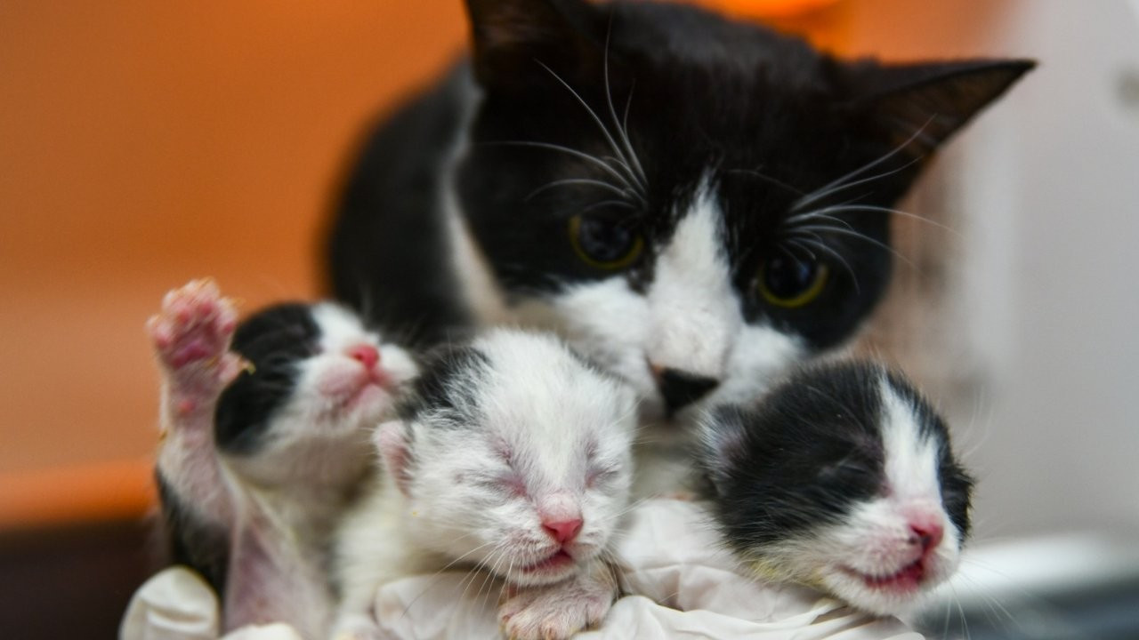 Enkazdan kurtarılan hamile kedi, yavrularına kavuştu