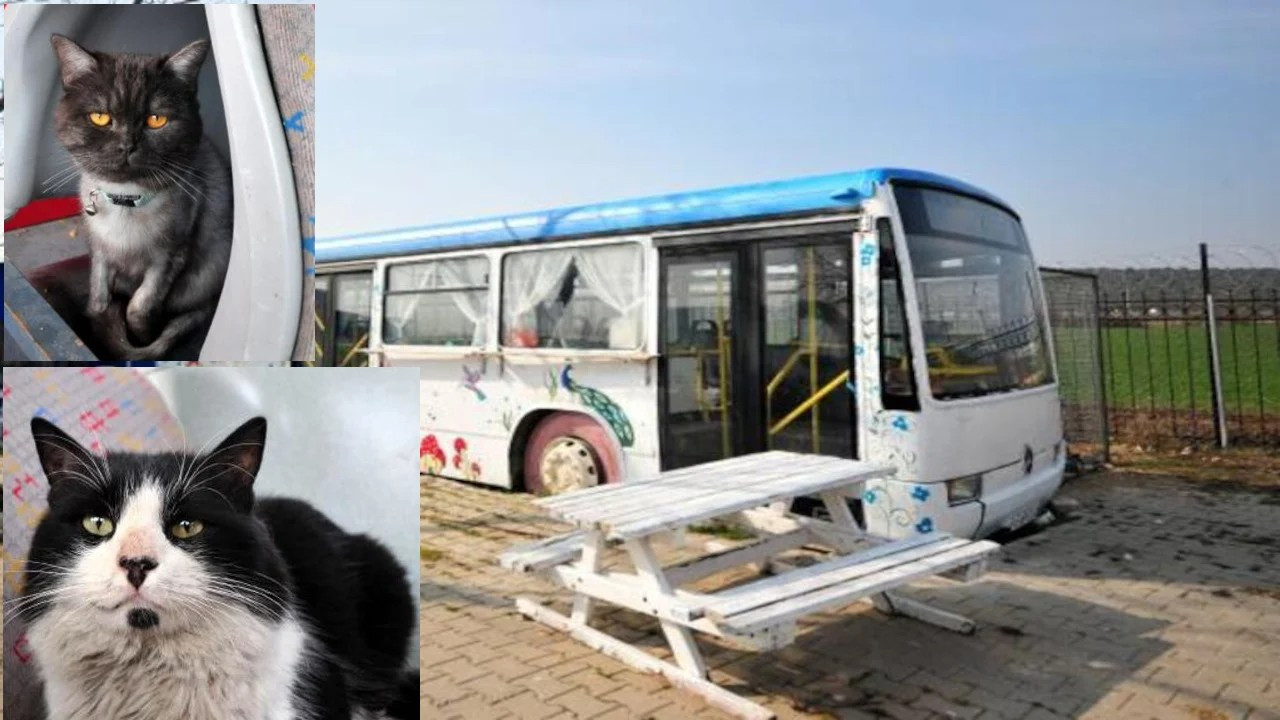 Halk otobüsü depremzede kedilerin evi oldu