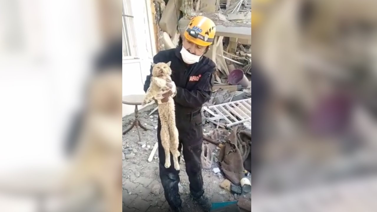 Adıyaman'da enkaz altında kalan kedi 21 gün sonra kurtarıldı