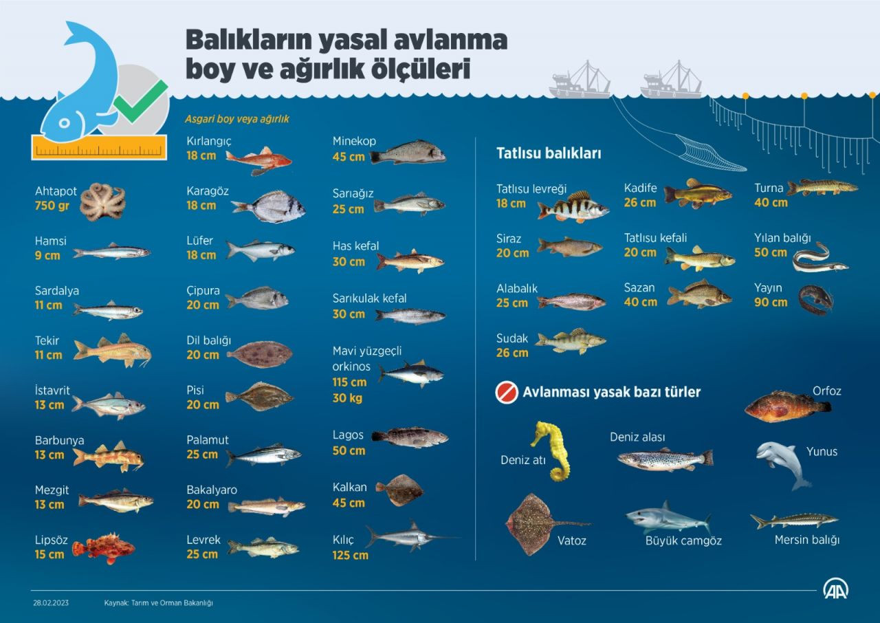 Marmara Denizi'ndeki kirlilik hamsilerin yeterince beslenememesine neden oldu: 'Çok zayıflar, kondisyonları çok düşük' - Sayfa 3