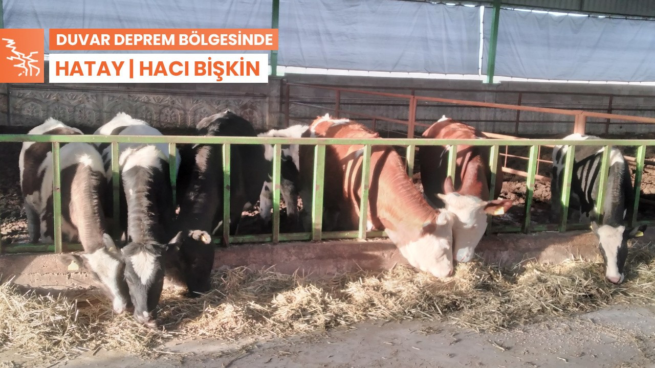 Deprem stresinden dolayı inekler 4 yavrusunu 'attı'