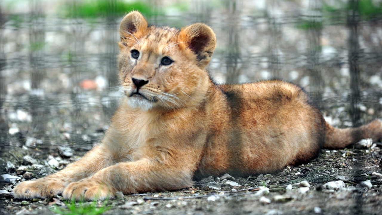 3,5 aylık aslanlar ilk defa toprağa çıktı