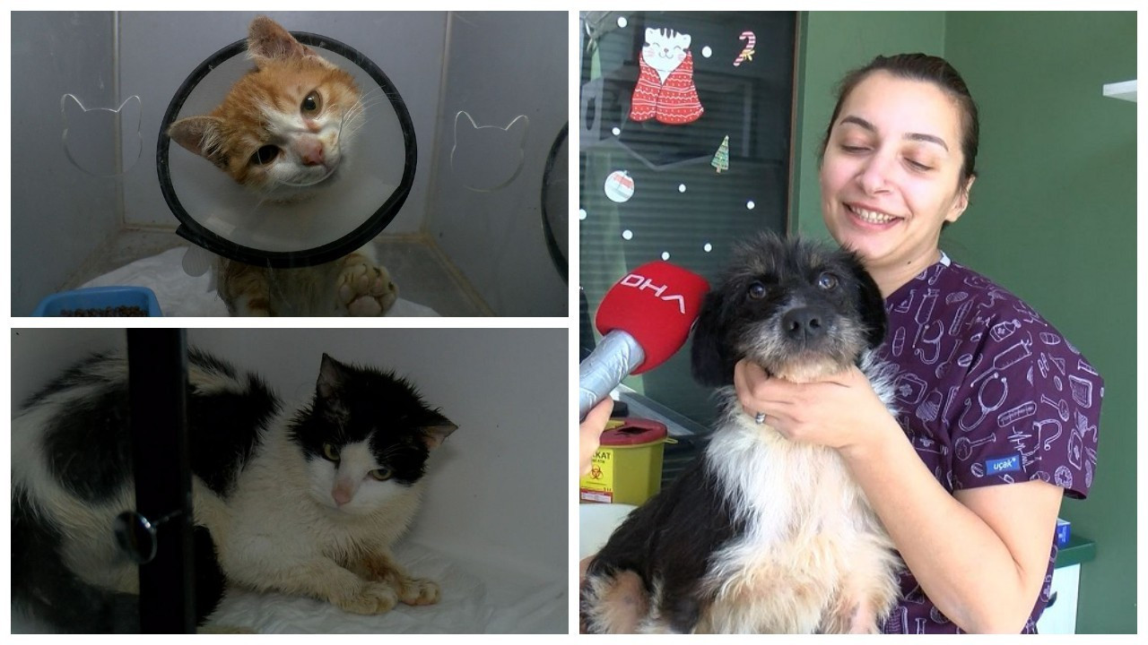 Hatay'dan getirilen 132 köpek ve kedi, 25 klinikte tedavi ediliyor