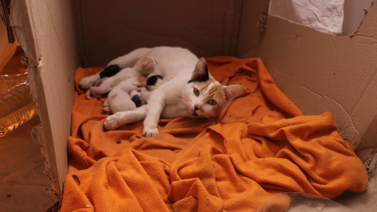 'Mucize' kedi çadır kentte 3 yavru doğurdu: 'Maraşta, Doğan, Umut'