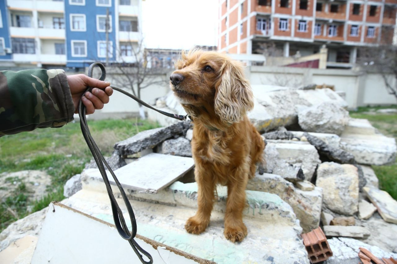 Arama kurtarma köpeği Juna enkaz altındaki 3 kişinin kurtarılmasını sağladı - Sayfa 3