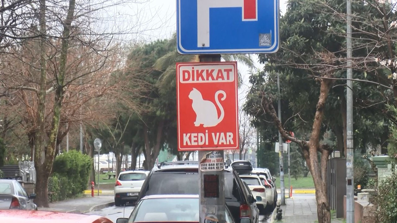 Kadıköy'de şüpheli kedi ölümleri