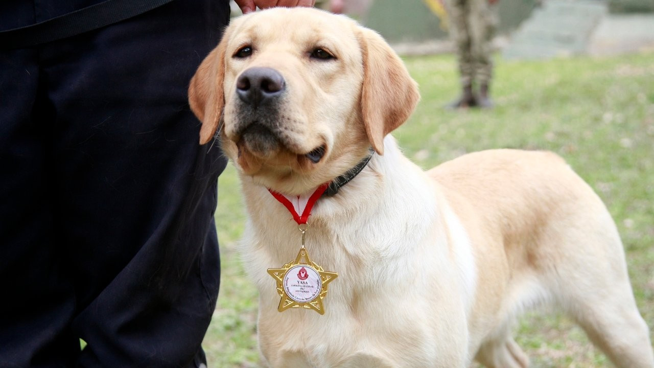 Arama köpeklerine madalya verildi