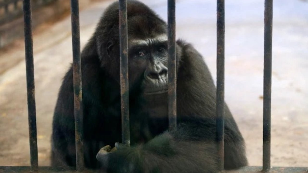 'Dünyanın en yalnız gorili' için kampanya: 120 bin kişi imzaladı