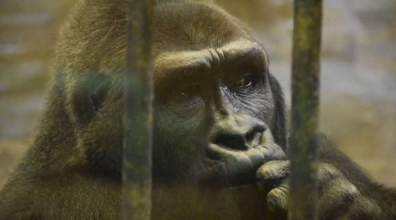 'Dünyanın en yalnız gorili' için kampanya: 120 bin kişi imzaladı - Sayfa 3
