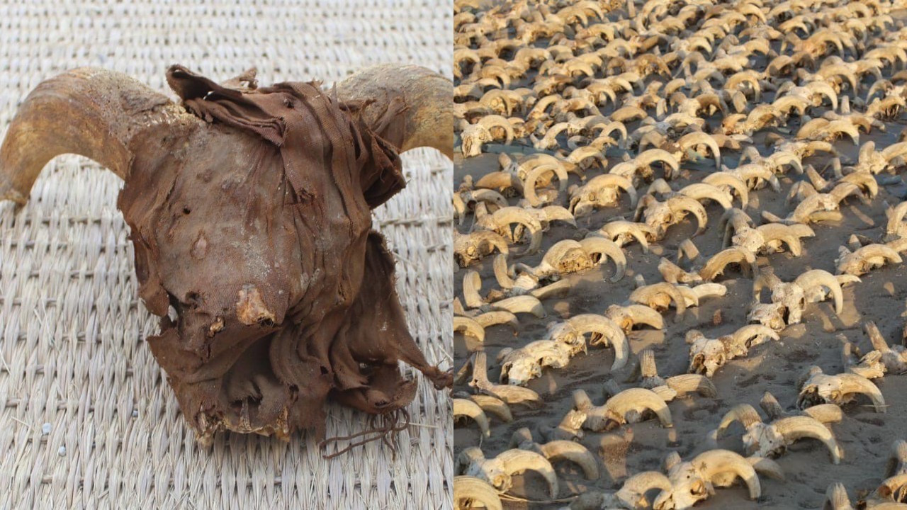 2. Ramses Tapınağı'nda bulundu: 2 bin mumyalanmış koç başı