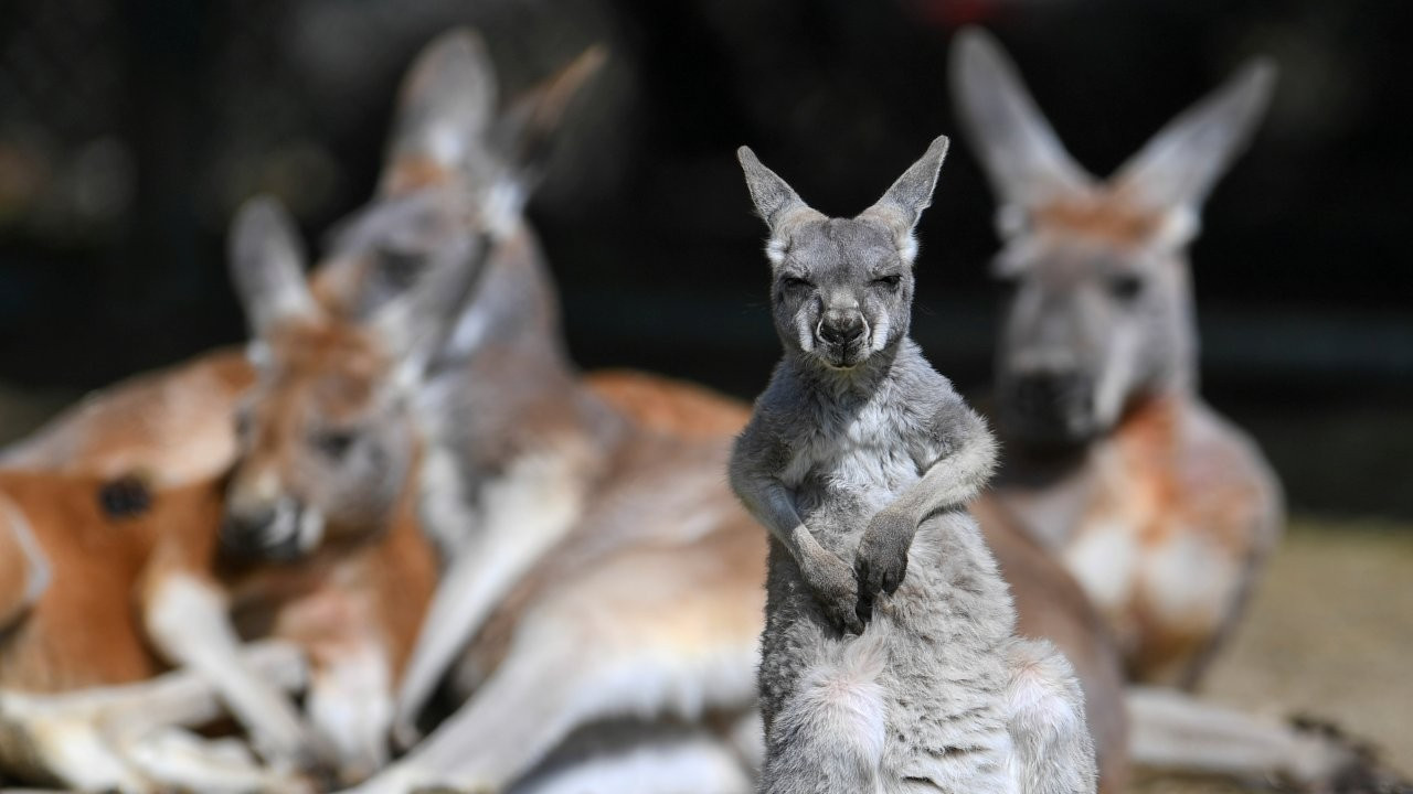 Avustralya'da 5 milyon kanguru itlaf edilecek: 'Çirkin ve acımasız'