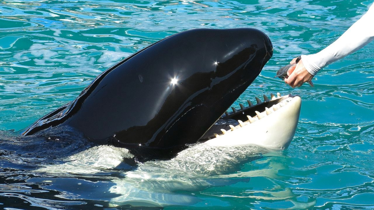Katil balina 'Lolita’ 52 yıllık esaretten sonra okyanusa dönüyor