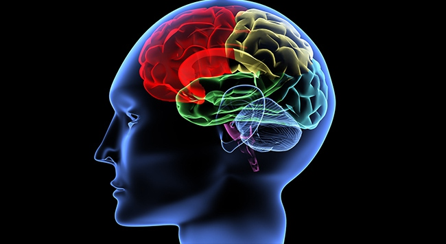 Araştırma: Beyindeki iç pusulanın nasıl çalıştığı tespit edildi - Sayfa 3