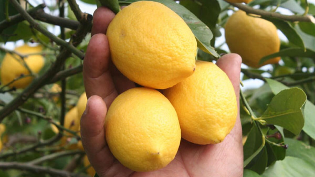 Mart ayında limon yüzde 366,8 fark attı - Sayfa 2