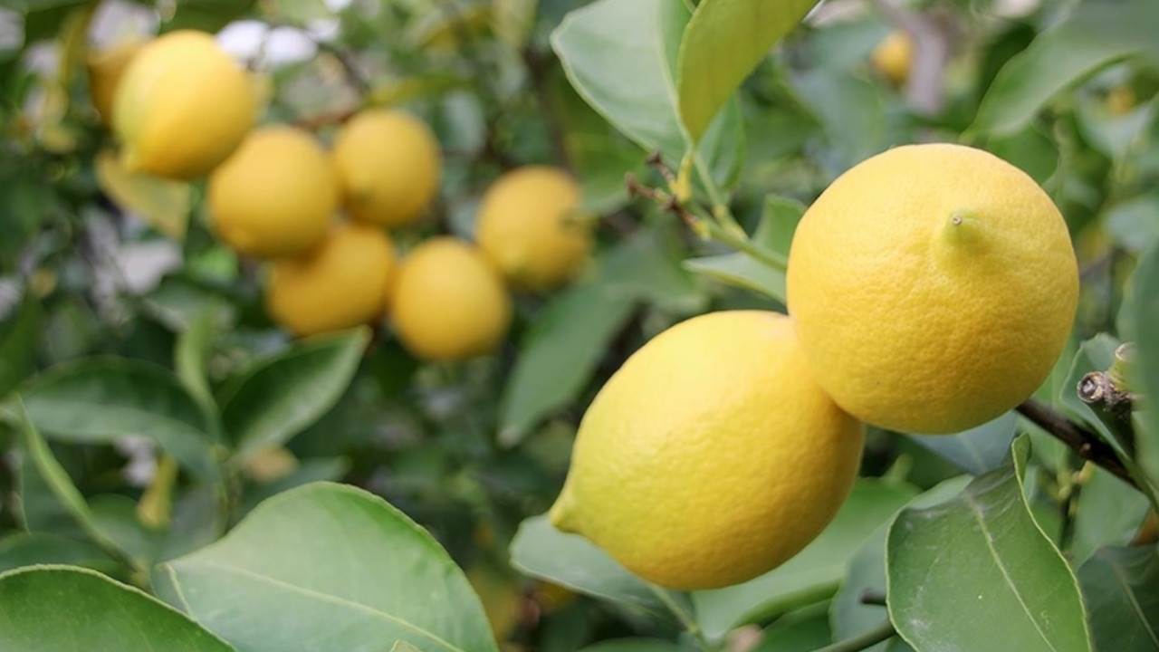Mart ayında limon yüzde 366,8 fark attı