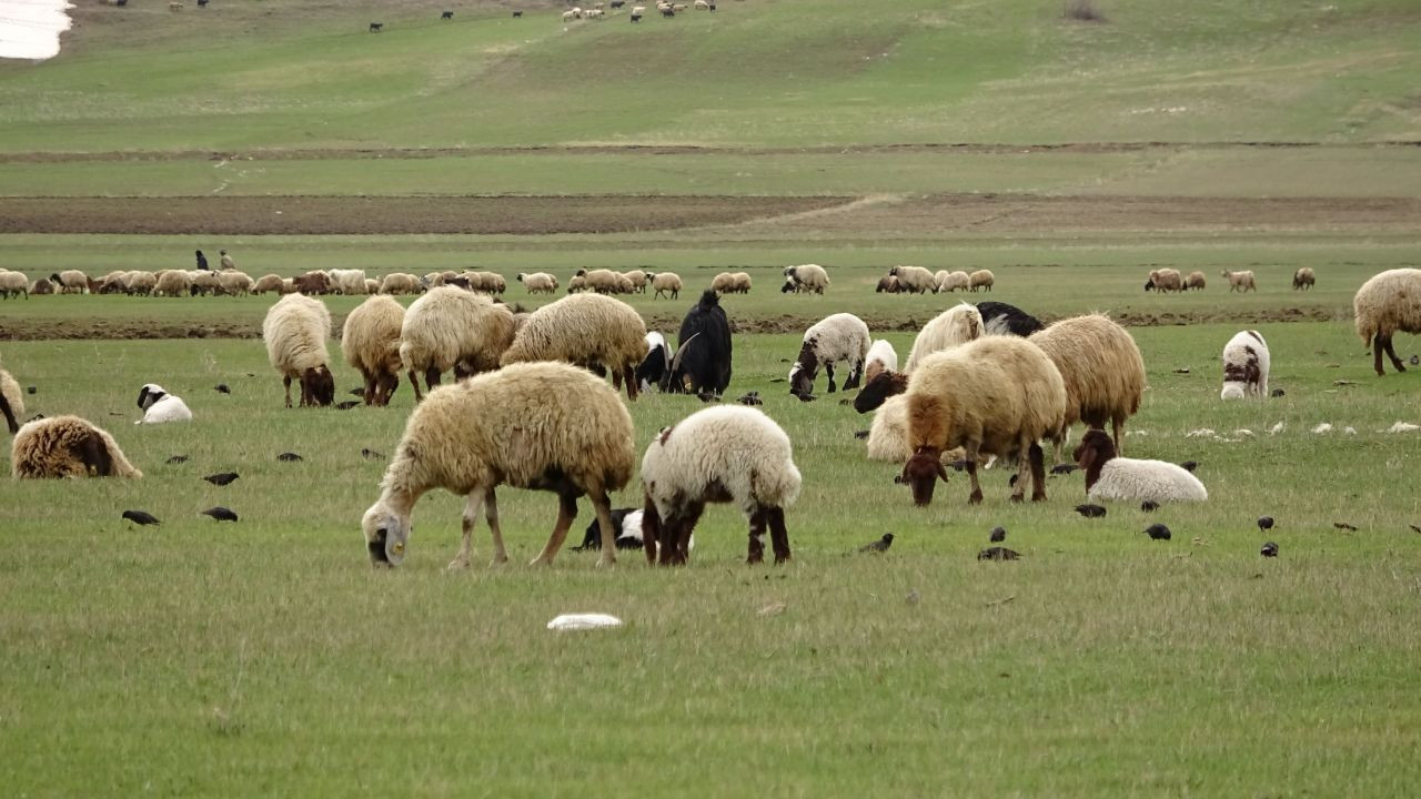 Hakkari'ye bahar geldi: Koyunlar meraya çıktı - Sayfa 3