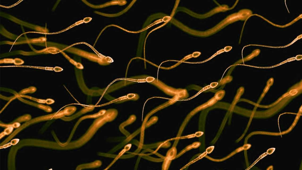 Araştırma: Aşırı sıcaklar spermleri etkiliyor