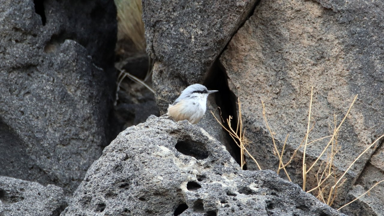 Ağrı Dağı’nda yaşayan kaya sıvacı kuşu görüntülendi