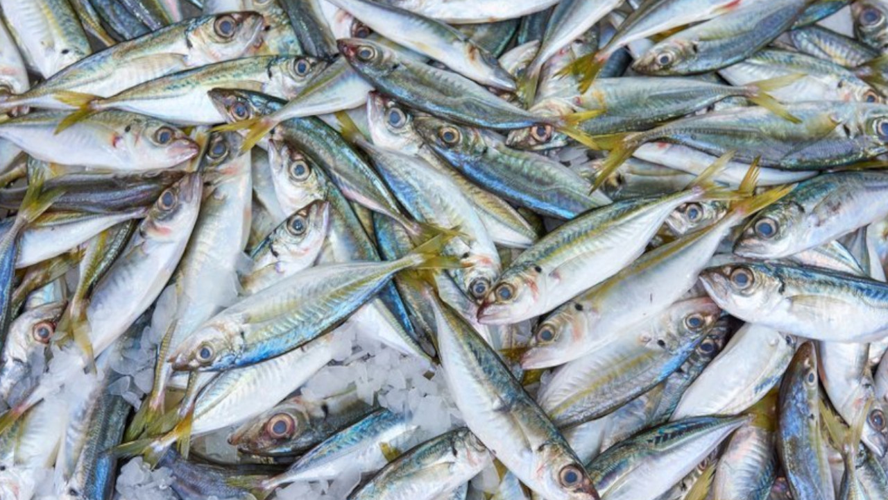 İzmit Körfezi alarm veriyor: Her 10 balıktan birinde mikroplastik var