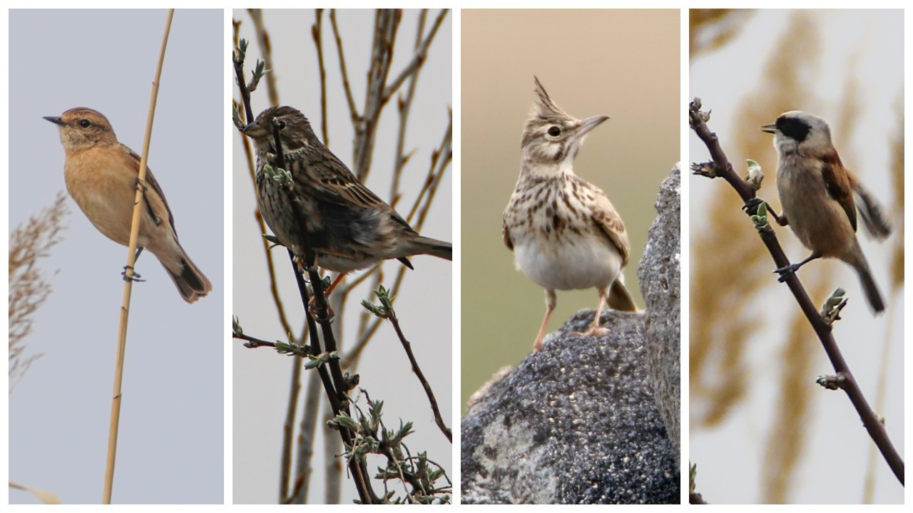 Ağrı Dağı'nın kuzeyinde tespit edilen kuş türü 200'e ulaştı