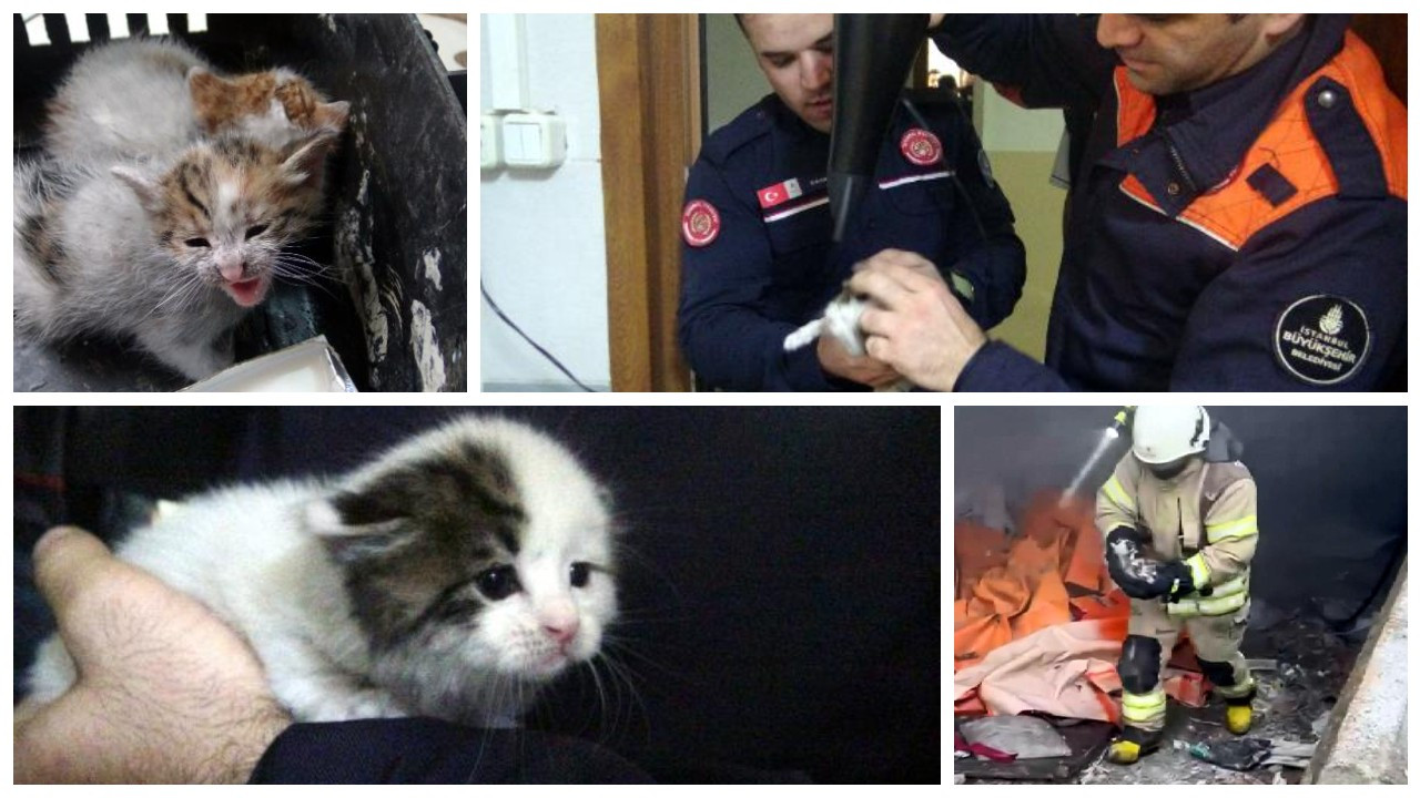 Avcılar’da yangın: 3 yavru kedi yanmaktan son anda kurtarıldı