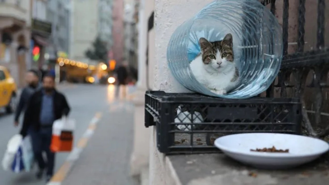 Kadıköy'de toplu kedi ölümleri araştırılıyor