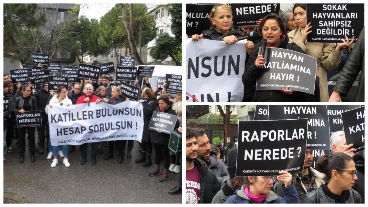 Kadıköy'de eylem: Kedilerin neden öldürüldüğünü bilmek istiyoruz