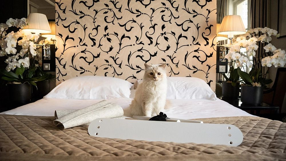 Modacı Karl Lagerfeld'in kedisi Choupette Lagerfeld Met Gala'ya davet edildi - Sayfa 3