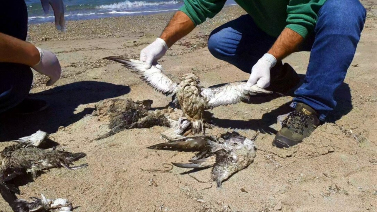 Kuşadası sahilinde 24 yelkovan kuşu ölü bulundu