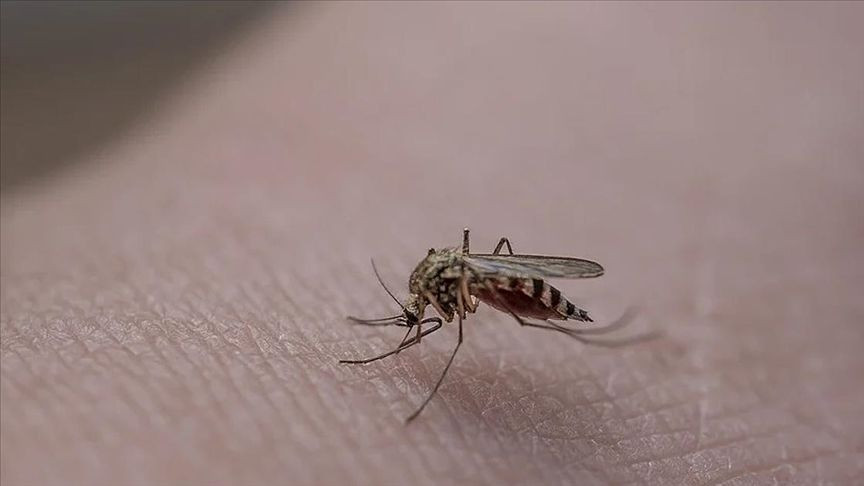 Sıtmayı daha hızlı bulaştıran sivrisinek türüne Gana'da da rastlandı - Sayfa 4