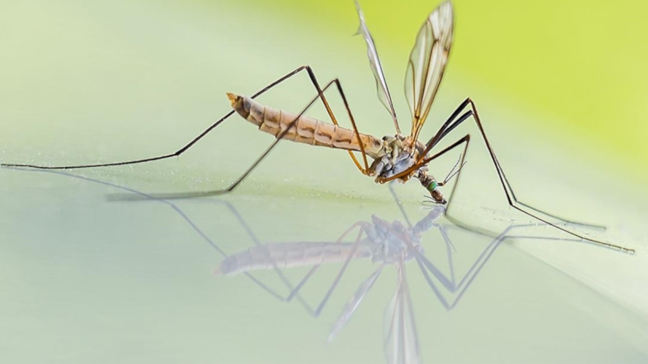 Sıtmayı daha hızlı bulaştıran sivrisinek türüne Gana'da da rastlandı