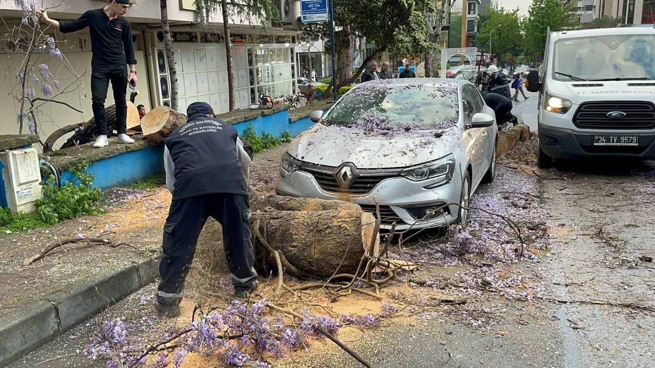Kadıköy'de kökleri çürüyen ağaç, otomobillerin üzerine devrildi