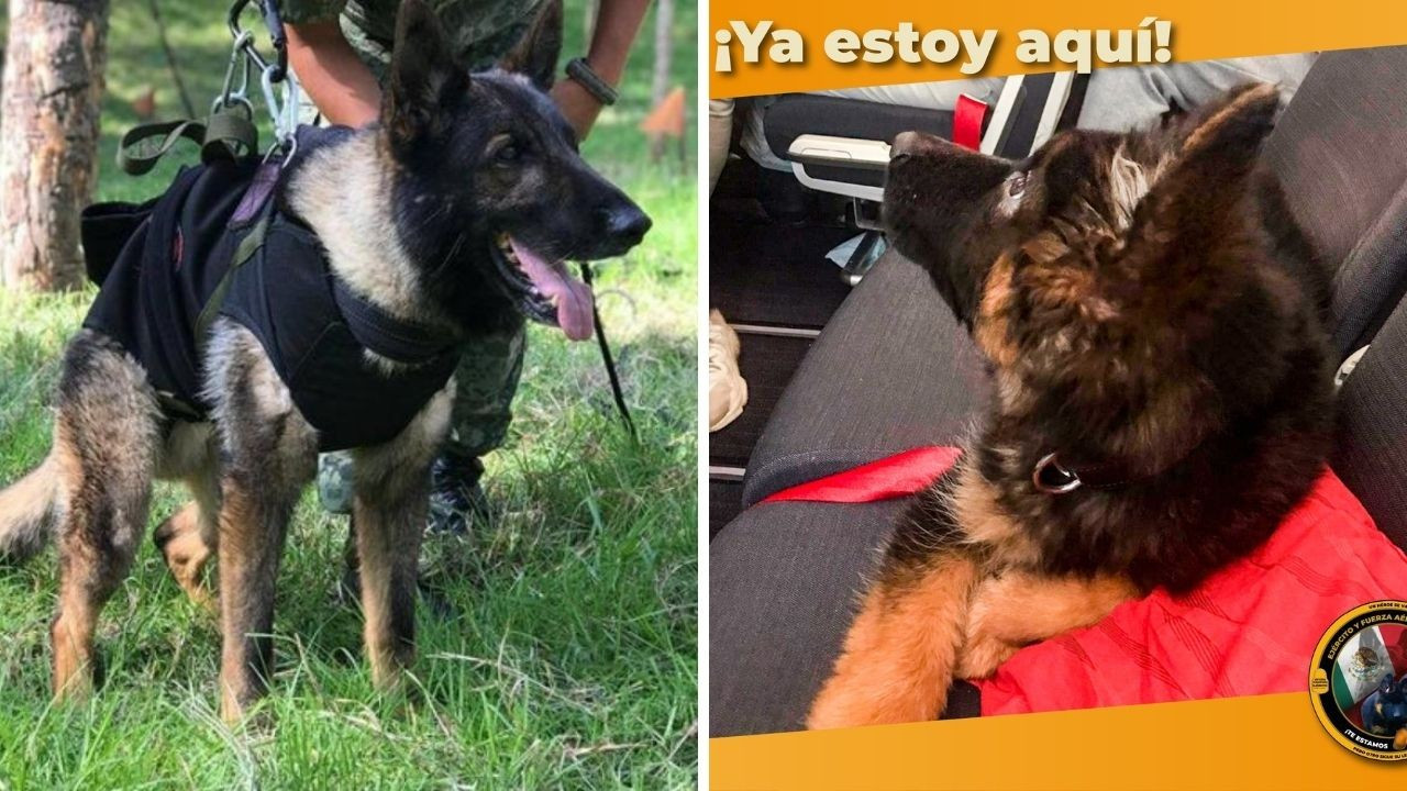 Proteo'nun anısına: Türkiye'nin gönderdiği yavru köpek Meksika'da
