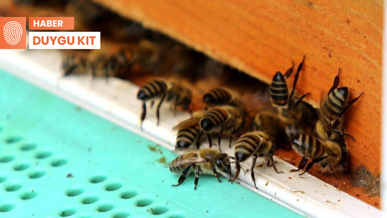 Dersim'de kımıl böceği tedirginliği: 'Arılar ölecek...'