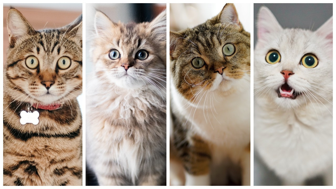 Araştırma: Kedileri sütle beslemek doğru mu?