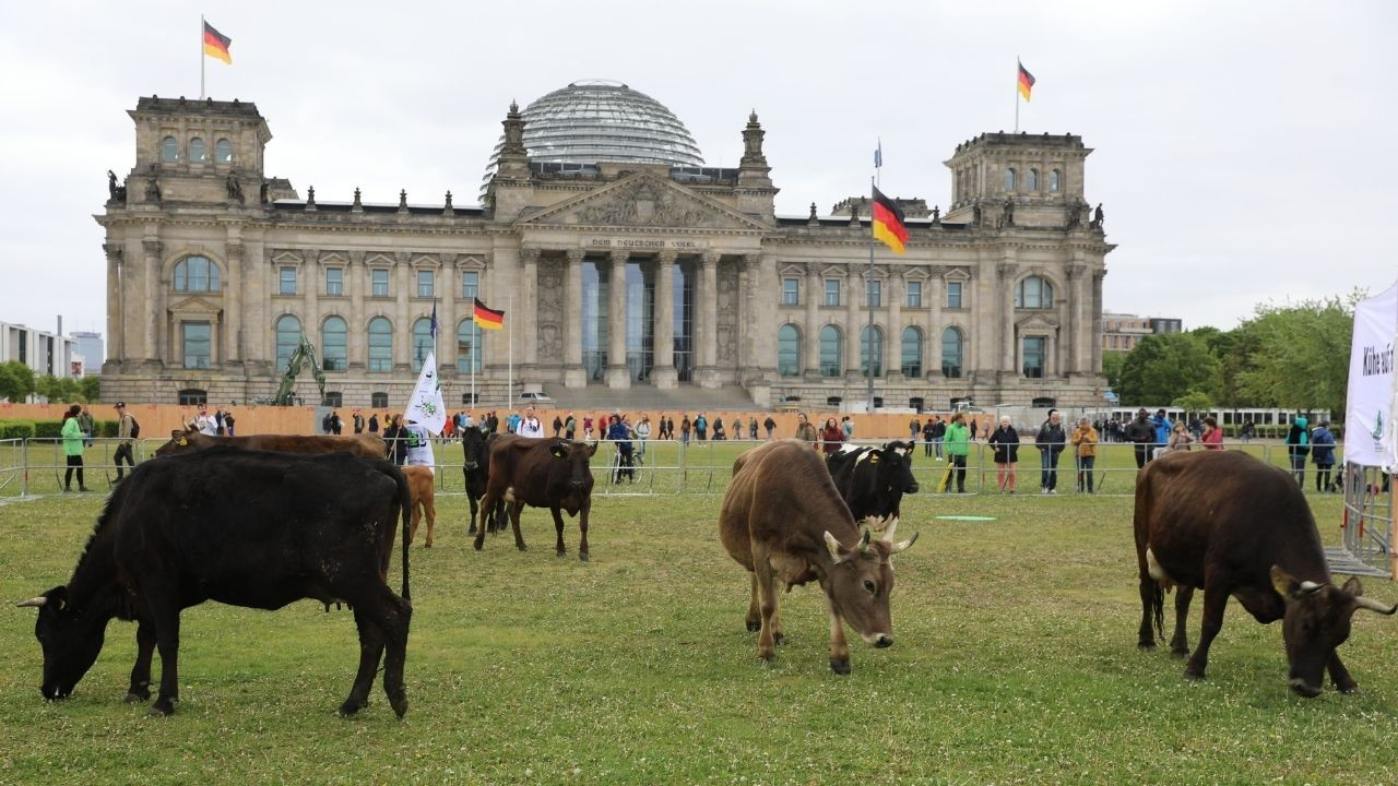 Almanya'da protesto: İneklerini meclis bahçesinde otlattılar