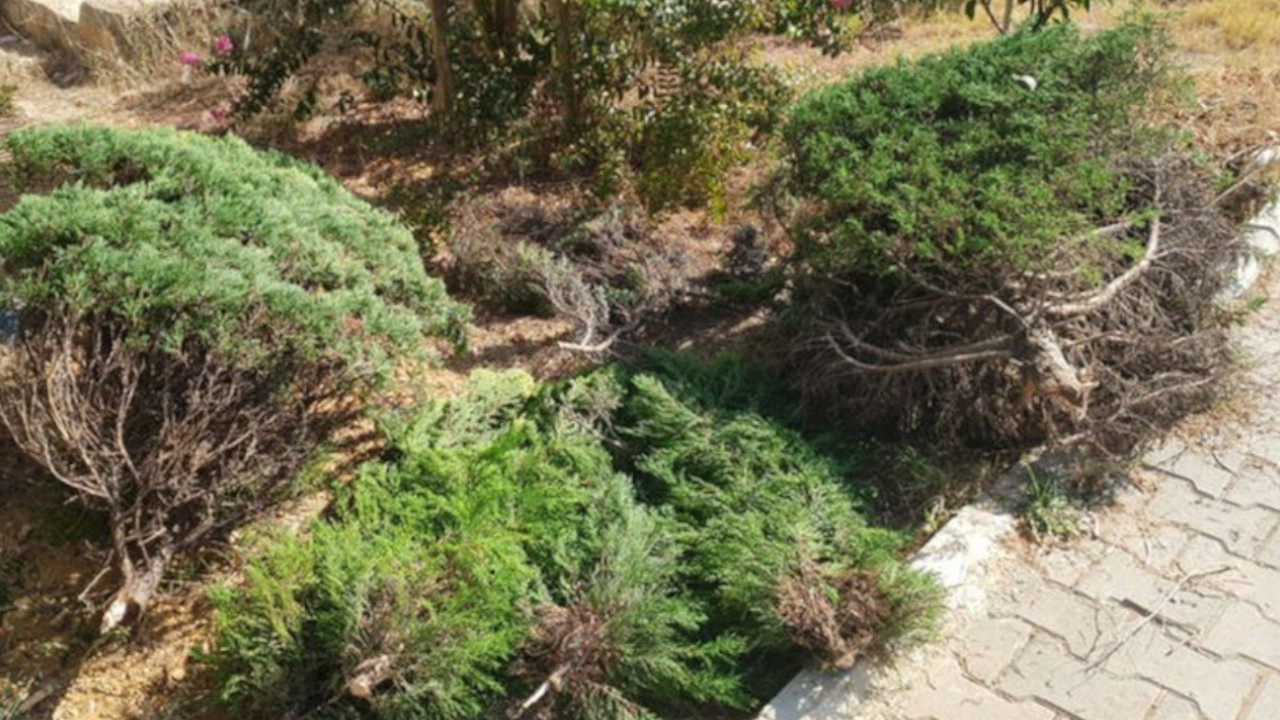 Manavgat'ta kesilen 6 ağaca 6 yıl hapis istendi