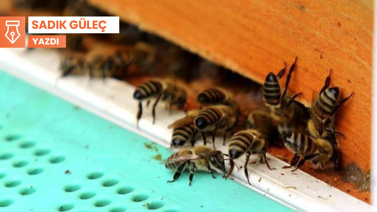 Politikayı bırakalım arılara bakalım