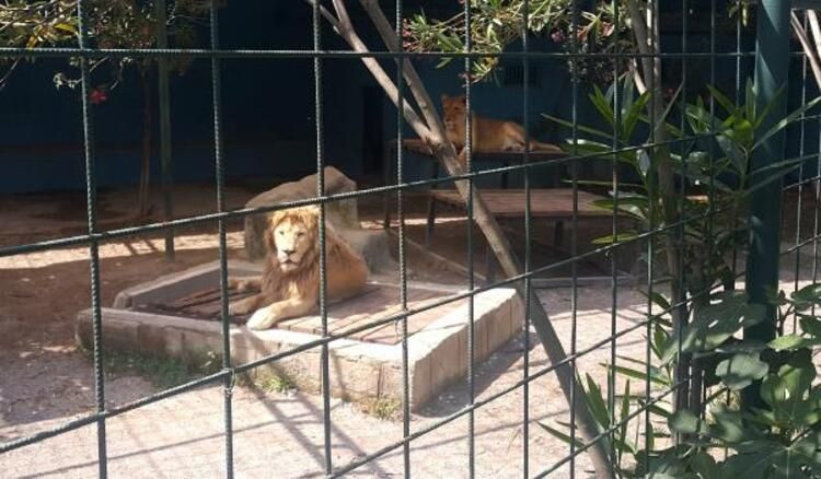 Kafese kapatılan aslanla selfie çekmek isteyen aile saldırıya uğradı - Sayfa 4