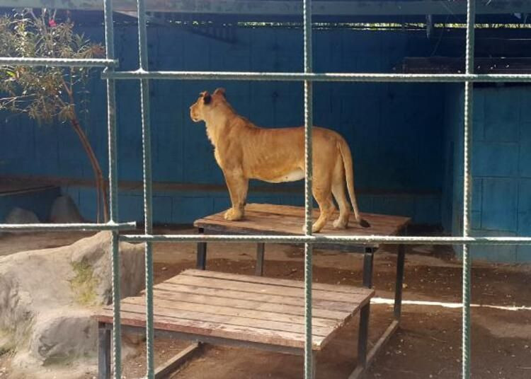 Kafese kapatılan aslanla selfie çekmek isteyen aile saldırıya uğradı - Sayfa 3