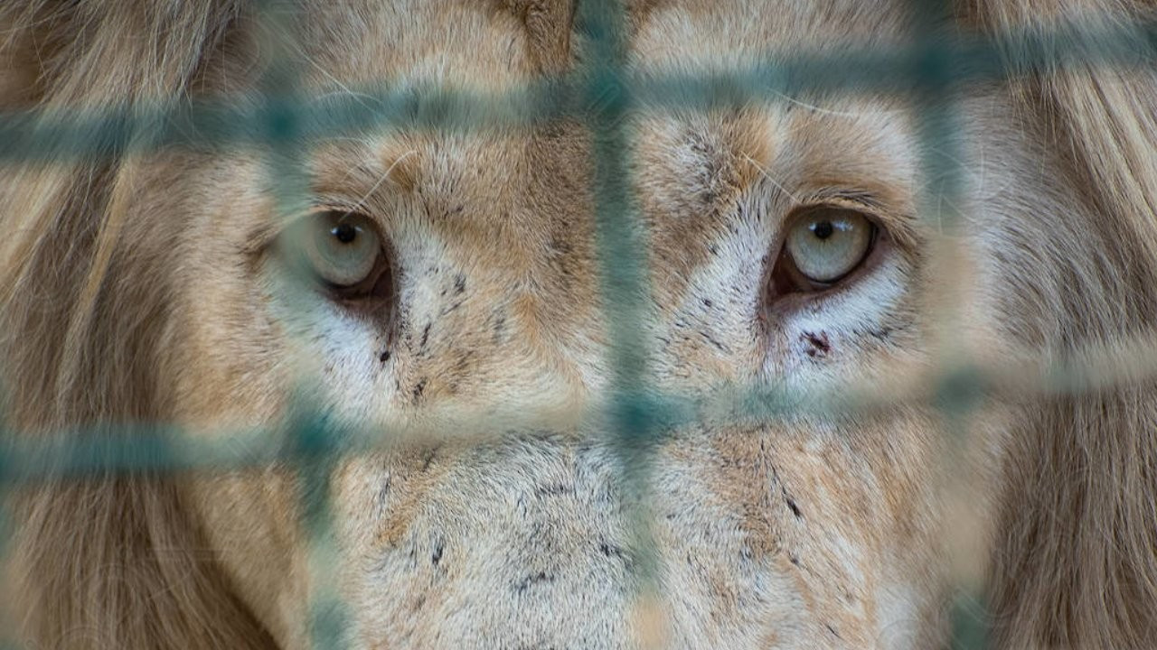 Kafese kapatılan aslanla selfie çekmek isteyen aile saldırıya uğradı