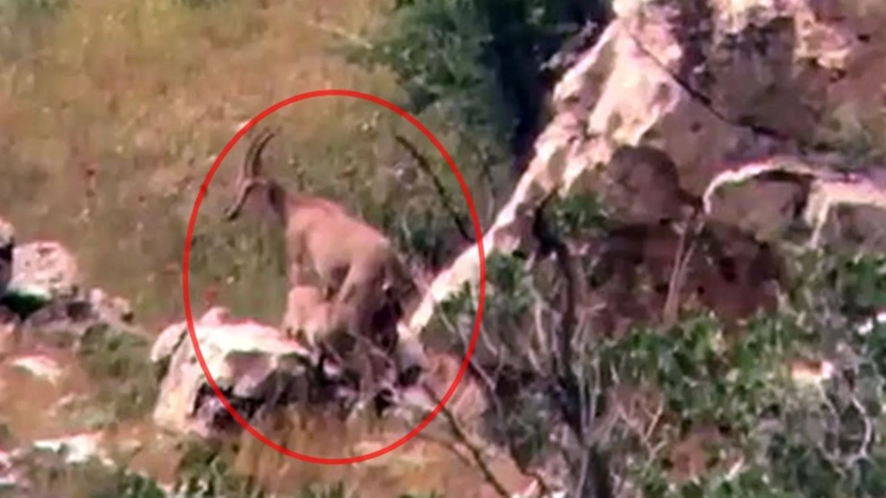 Siirt'te yaban keçisi, yavrularını emzirirken görüntülendi