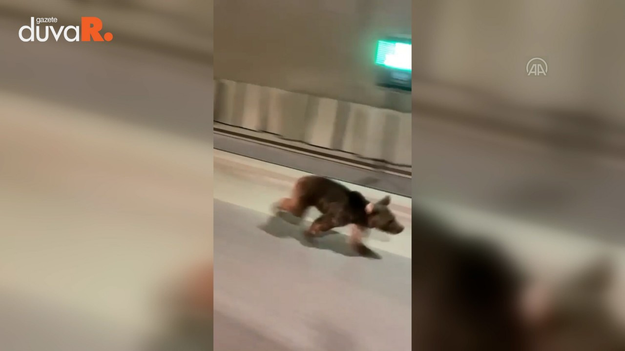 Rize'de bir yavru ayı tünelde koşarken görüntülendi
