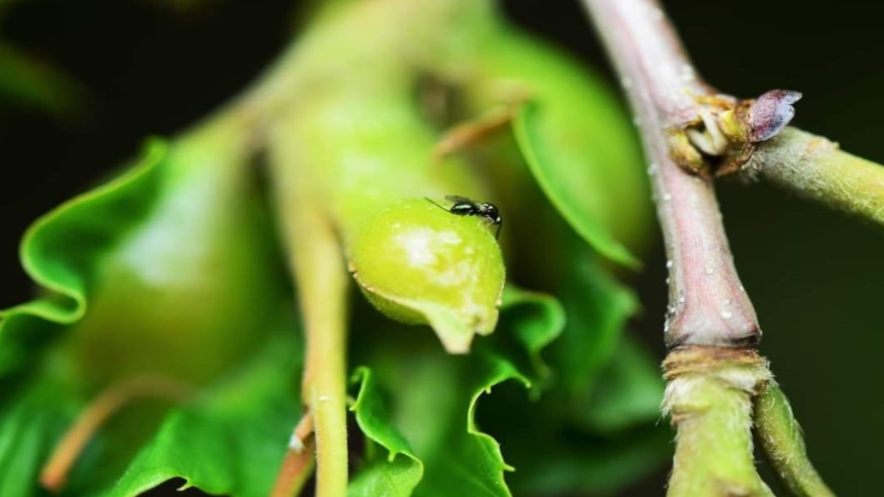 Zonguldak’ta ‘katil arılarla’ biyolojik mücadele