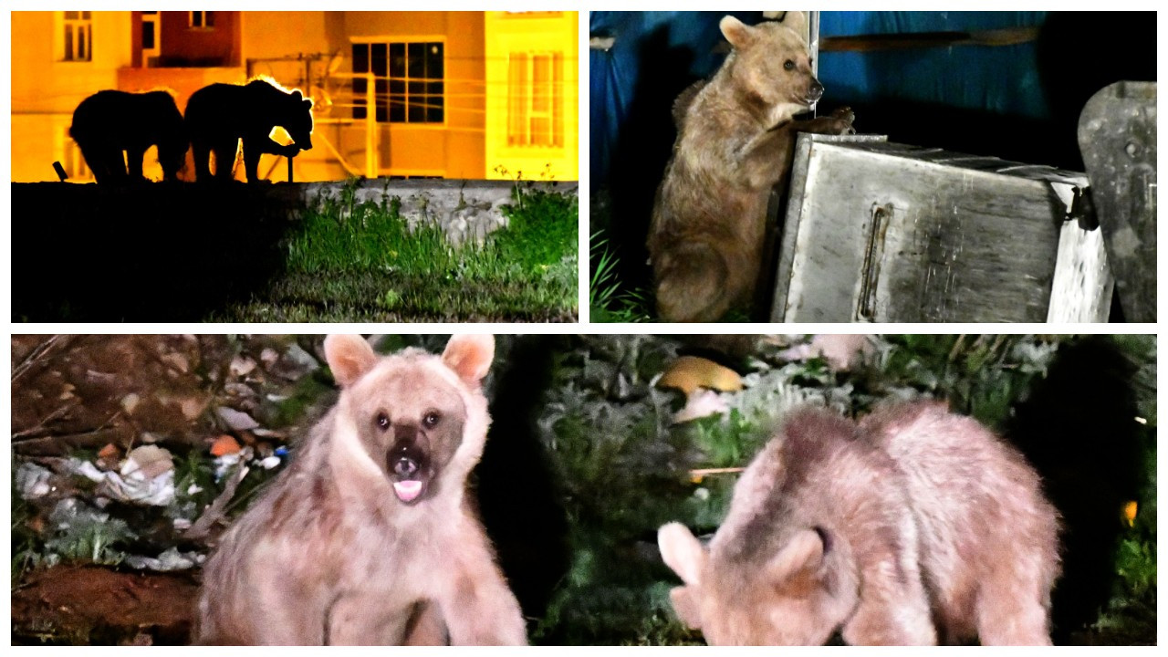 Karnı acıkan ayı yavruları mahallede 'açık büfe' akşam yemeği yedi