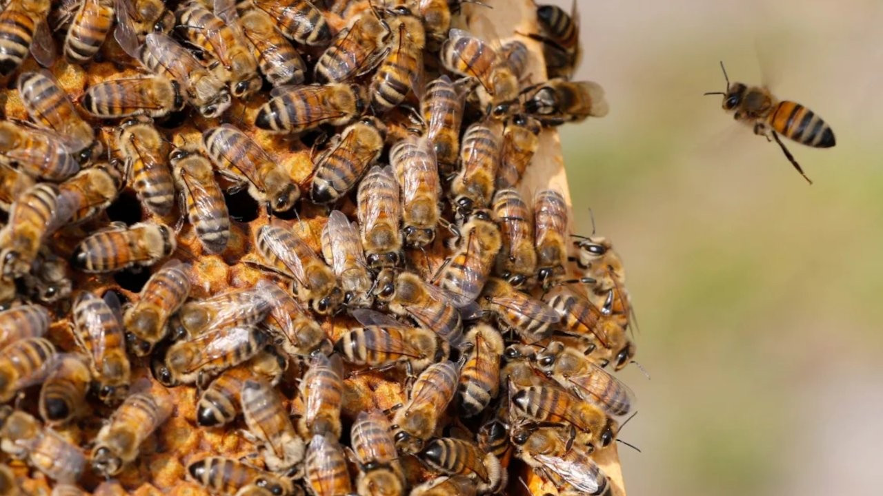 Arıların genetiği değiştirildi: Sıcağa dayanıklı hale getirildiler